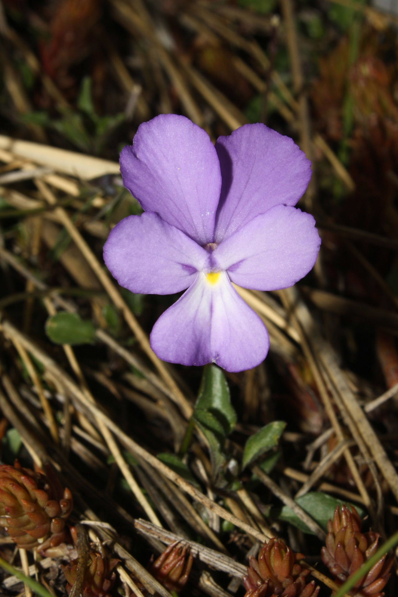 Viola valderia / Viola di Valdieri